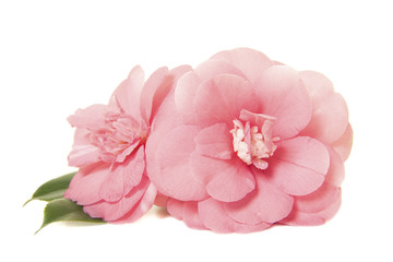 Pretty two pink camelia japanese roses isolated on a white background