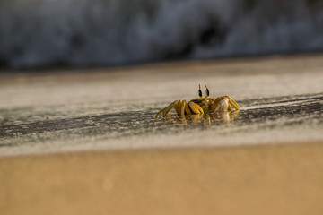 Crab Waiting A Ride