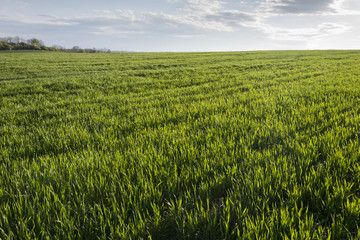 Close up green agricultural wheat field in spring. Countryside landscape.