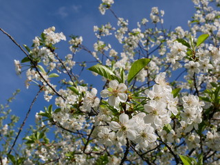 White cherry blossom against sky on sunny day