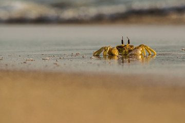 Cute Crab