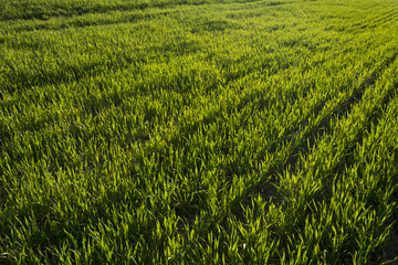 Close up green agricultural wheat field in spring