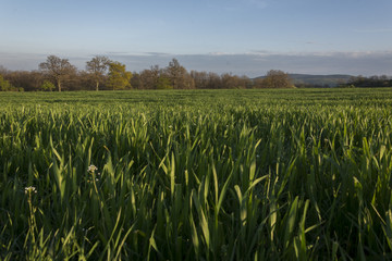 Close up green agricultural wheat field in spring. Countryside landscape.
