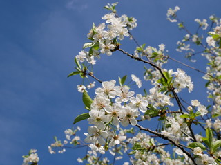 White cherry blossom against sky on sunny day