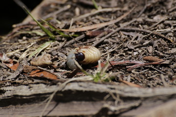 Larvae of a Rhinoceros beetle on forest floor