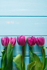 Flowers background, Violet tulips on blue wood, copy space