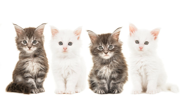 Four main coon baby cat kittens, two tabby and two white, sitting and looking at the camera isolated on a white background