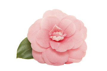 Single blooming pink camelia japanese rose with leaf isolated on a white background