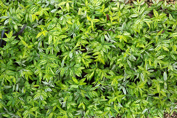 Green leaves background
