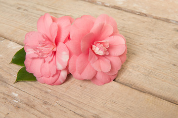 Two blooming pink camelia flowers on a wooden plank background