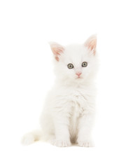 White main coon baby cat kitten sitting at looking at the camera isolated on a white background