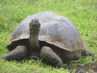Fototapeta premium Galapagos Giant Tortoise at the El Chato / Los Primativos ranch on Santa Cruz, Galapagos Islands