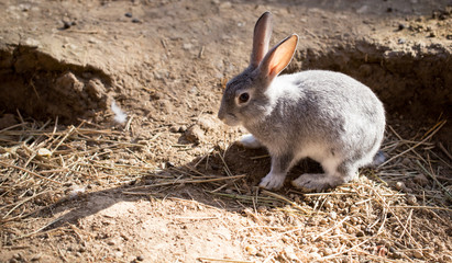 Hares on the ground in the wild