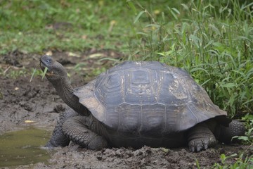 Galapagos Giant Tortoise at the El Chato / Los Primativos ranch on Santa Cruz, Galapagos Islands
