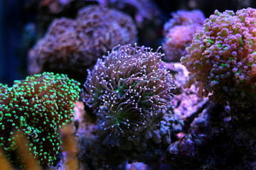 Naklejka premium Euphyllia torch lps coral