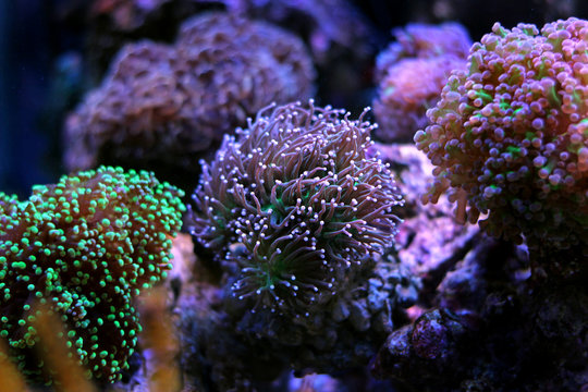 Euphyllia torch lps coral