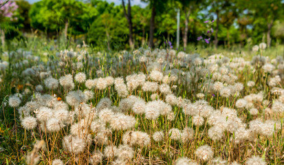 Obraz premium Dandelions in spring field