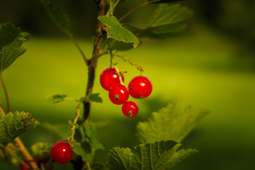 Redcurrants