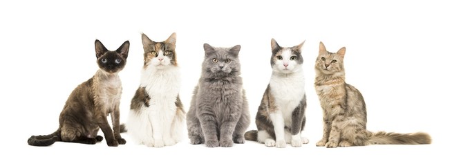 Group of different breed of cats sitting looking at the camera isolated on a white background - obrazy, fototapety, plakaty