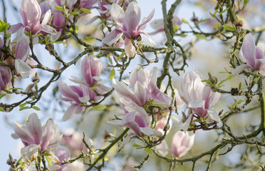 Fototapeta na wymiar Branches of a blooming magnolia tree