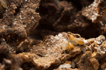 termites damage home, macro close up termites in anthill