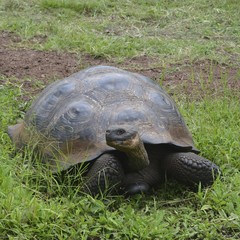Obraz premium Galapagos Giant Tortoise at the El Chato / Los Primativos ranch on Santa Cruz, Galapagos Islands