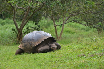 Galapagos Giant Tortoise at the El Chato / Los Primativos ranch on Santa Cruz, Galapagos Islands