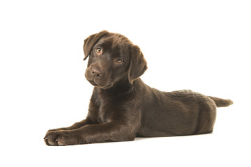 Chocolate labrador retriever puppy lying down on the floor seen from the side looking at the camera isolated on a white background