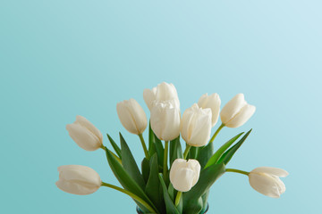 White tulips bouquet on blue background
