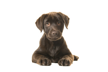 4 months old brown labrador retriever puppy lying down seen from the front, with its paws in front of her and looking straight at the camera isolated on a white background