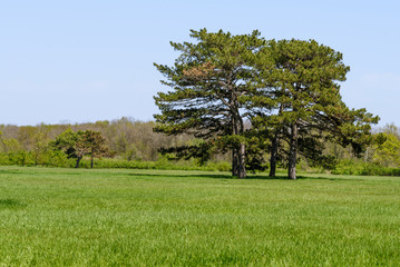 Trees in a meadow