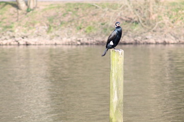 Cormoran