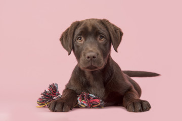 Brown labrador retriever puppy lying down seen from the front, with its paws in front of her...