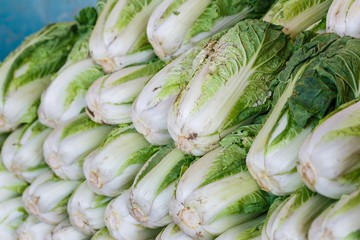 Chinese Cabbage,vegetable.