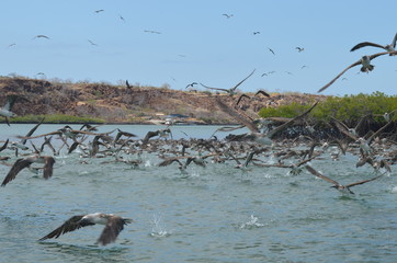 Flocks of Blue footed Booby's dive for fish in the Ithabaca Canal, off Isla Santa Cruz in the Galapagos Islands