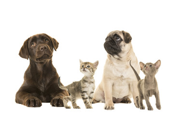 Dogs en young cats looking up isolated on a white background