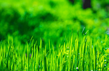 Juicy green grass and wildflowers on a spring sunny meadow, natural background, wallpaper
