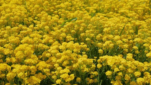 Panning shot of flowers barbarea vulgaris