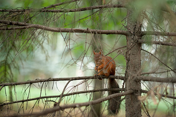 Fototapeta premium Squirrel red fur funny pets autumn forest on background wild nature animal thematic Sciurus vulgaris rodent