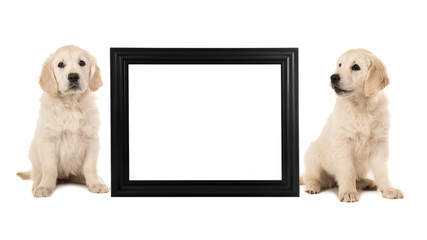 Two golden retriever puppy dogs sitting next to a black empty picture frame isolated on a white...
