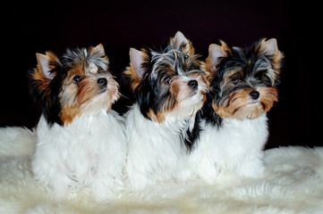 Puppies beaver Yorkshire terrier. Together, friends, groomer.
