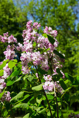 Purple lilac flowers on a bush