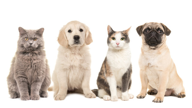 Group Of Pets, Puppy Dogs And Adult Cats On A White Background