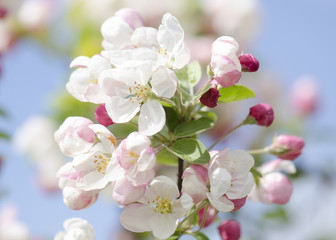 Fototapeta na wymiar Blooming soft pink apple blossom on a blue sky on a sunny day