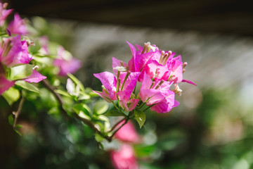 Subtle purple flowers Bougainvillea of tropical bush in a greenhouse