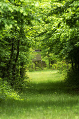 Fototapeta na wymiar Green forest in spring time, Hungary