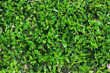 Obraz premium Green grass texture. Top view