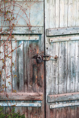 Old wooden door with rusty hinges with grape leaves.