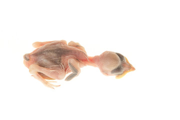 Dead newborn little bird seen from above isolated on a white background