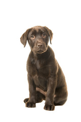 Obraz premium Sitting brown 4 monts old labrador retreiver puppy looking at the camera isolated on a white background